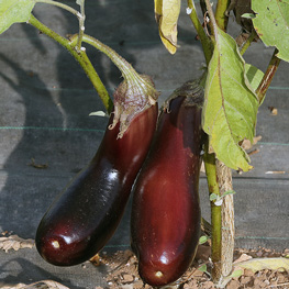 2020-08-AubergineBarbentane