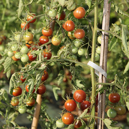 2020-08-Tomates