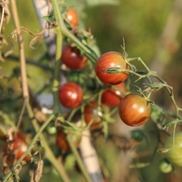 semences bio Tomate cerise Black Cherry