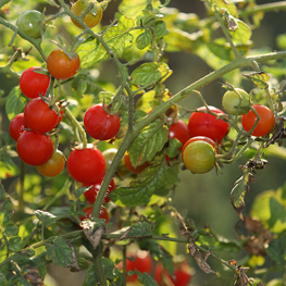 semences bio Tomate cerise rouge