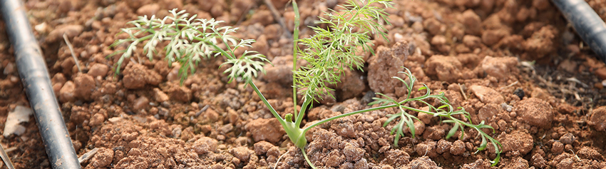 ferme semenciere bio - AGROSEMENS