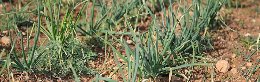 ferme semenciere bio - AGROSEMENS