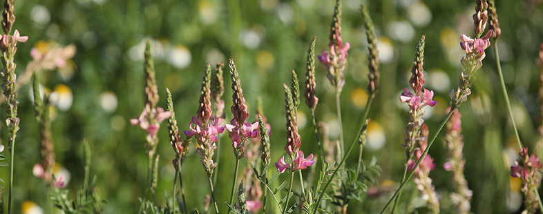 engrais verts bio AGROSEMENS - legumineuse