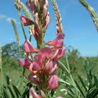 Sainfoin semences bio agrosemens