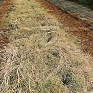 ferme semenciere - paillage desherbage- AGROSEMENS