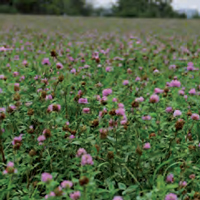 Mélange maraîchage plein champ engrais vert agrosemens