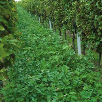 vitivert engrais vert bio agrosemens