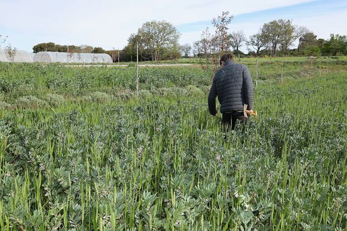 Ferme semencière - engrais verts