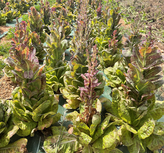 Laitue Romaine Mouchetée de Salasc