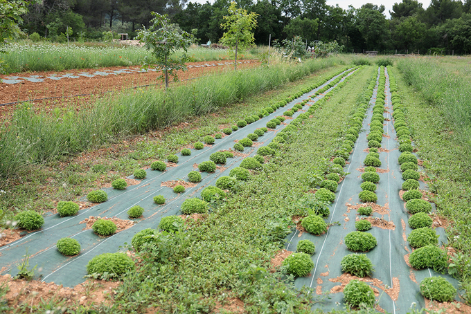 basilic verger agroforesterie