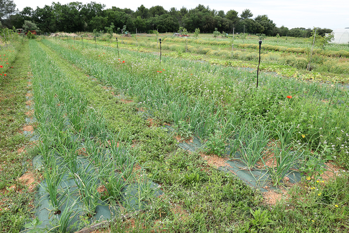 echalion verger agroforesterie