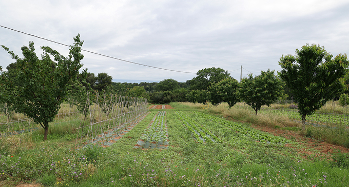 verger agroforesterie