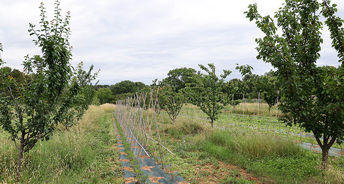 verger agroforesterie