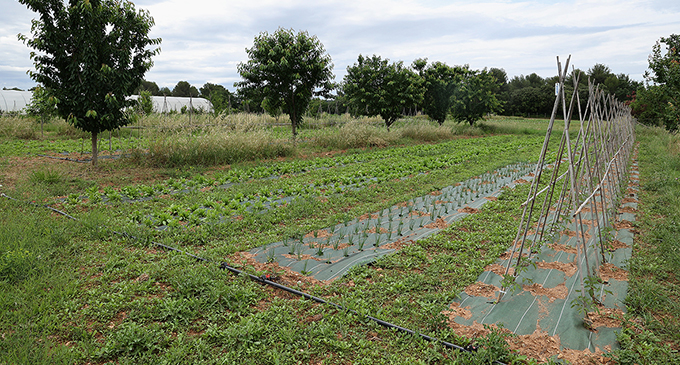 verger agroforesterie