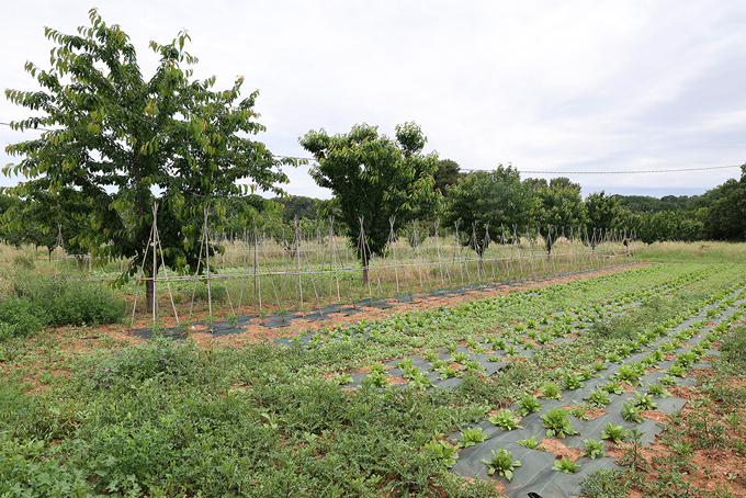 verger agroforesterie