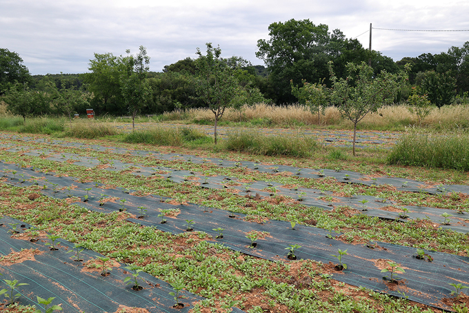 echalion verger agroforesterie