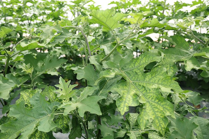 ferme semencière aubergine