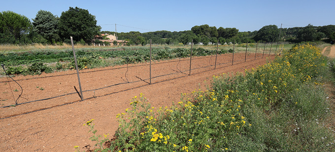 ferme semencière verger