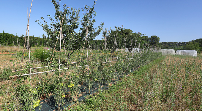 ferme semencière verger