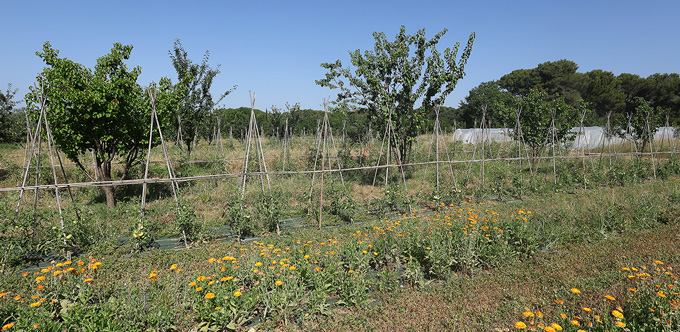 ferme semencière verger