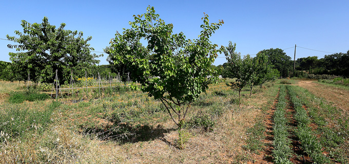 ferme semencière verger