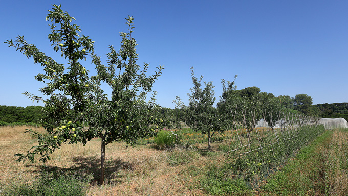 ferme semencière verger