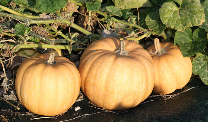 Récoltes de courge Carat Bio