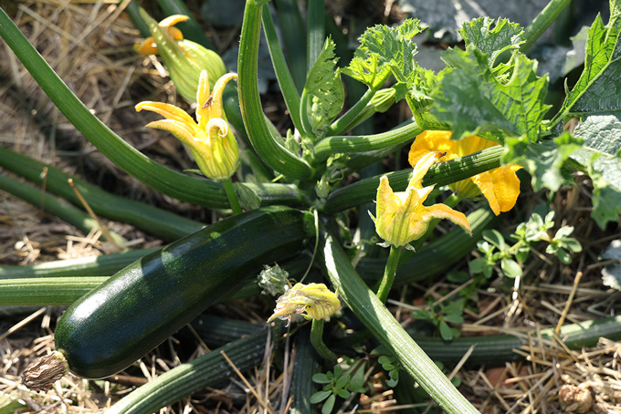 Courgette Zucchini bio