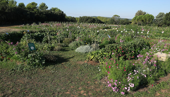 ferme semencière - mandala