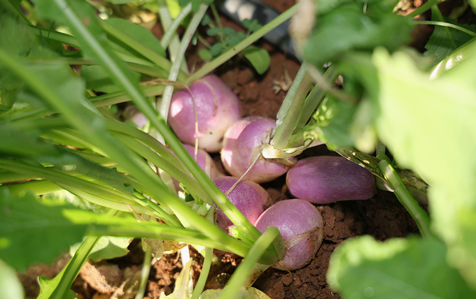 récoltes des navets bio