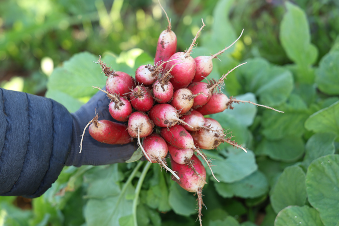 récoltes des radis bio