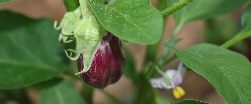 aubergine