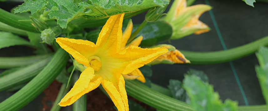 courgette