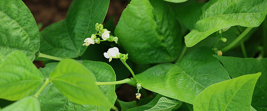fleur de haricot