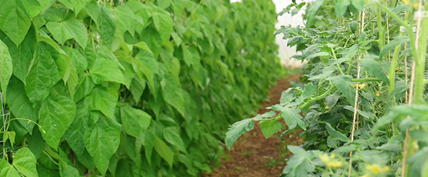 haricot Bio