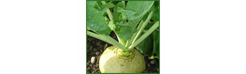 Rutabaga