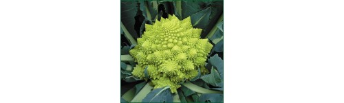 Chou-Fleur Romanesco