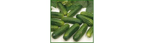 Cornichon