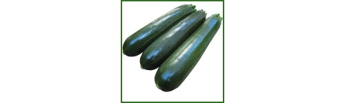 Courgette