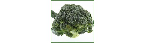 Chou Brocoli