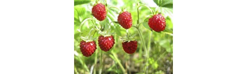 Fraises