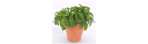 Stevia