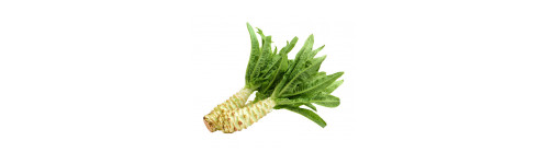 Celtuce -  Laitue Asperge