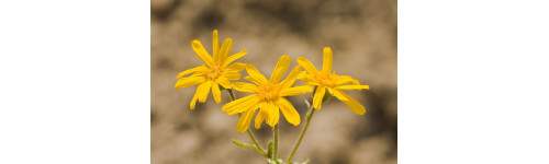 Arnica