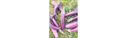Mini Aubergine