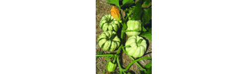 Mini courge