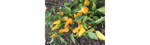 Mini poivron et piment