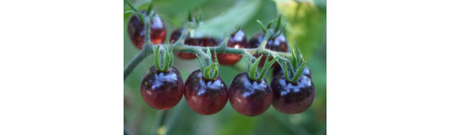 Mini tomate