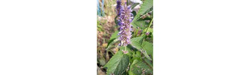 Agastache