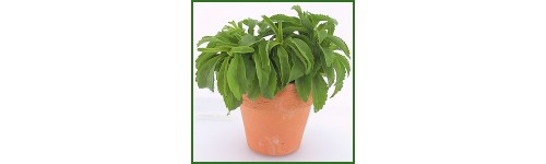 Stevia